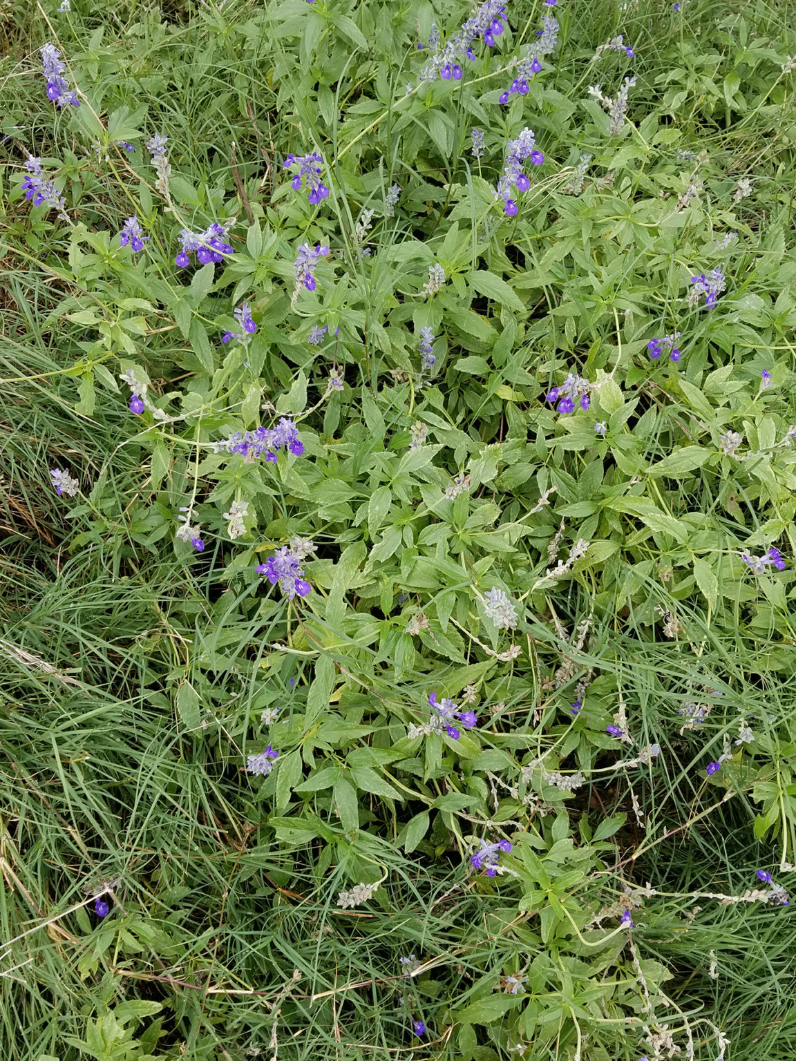 This is mealy blue sage, a Texas native pollinator-attracter plant that grows at the Curry Nature Center just below the trailhead, on the left. This plant blooms from April through October, sometimes into November